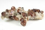 Hessonite Garnets in Calcite - Harts Ranges, Australia #130667-2